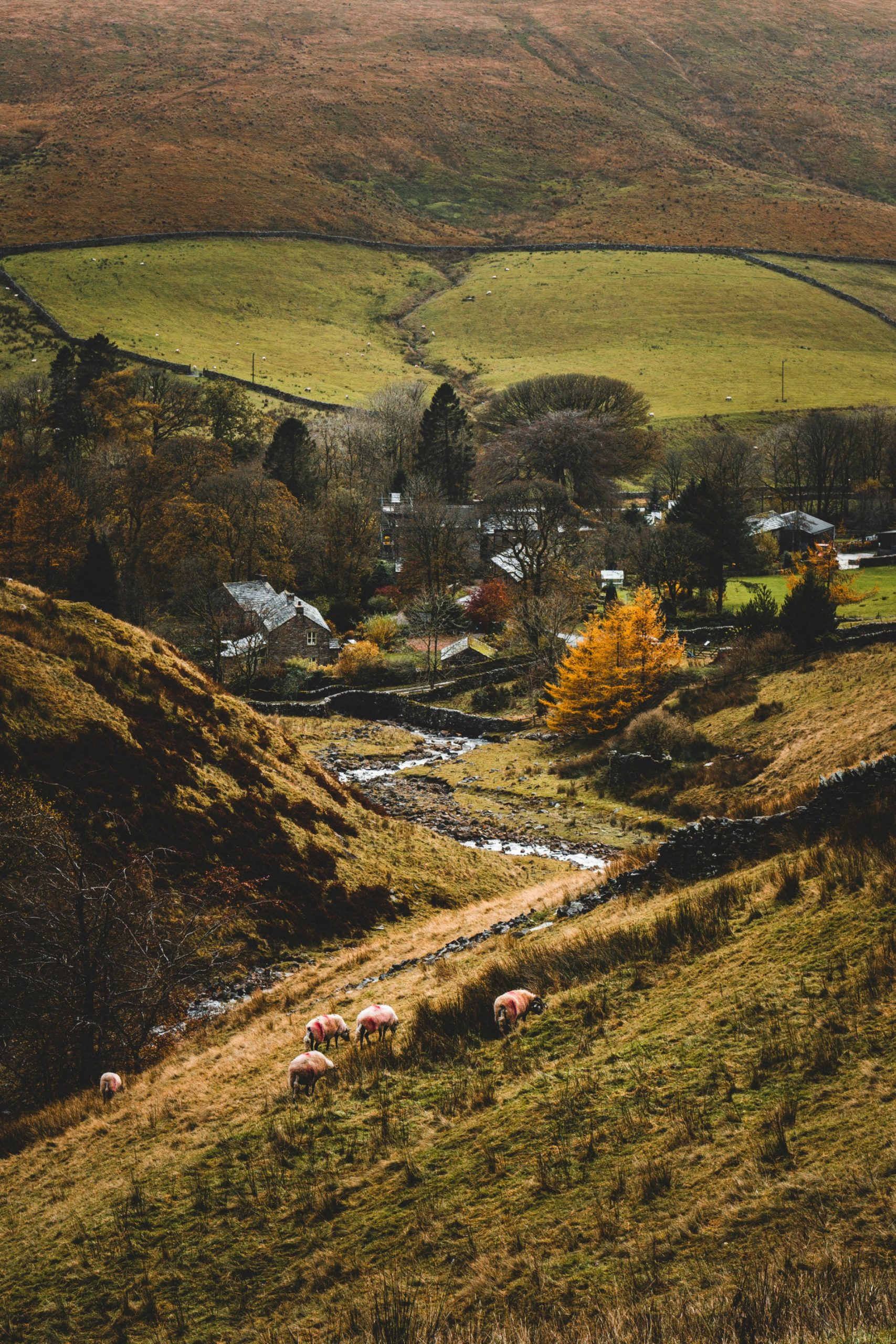 Sheep grazing above the hamlet